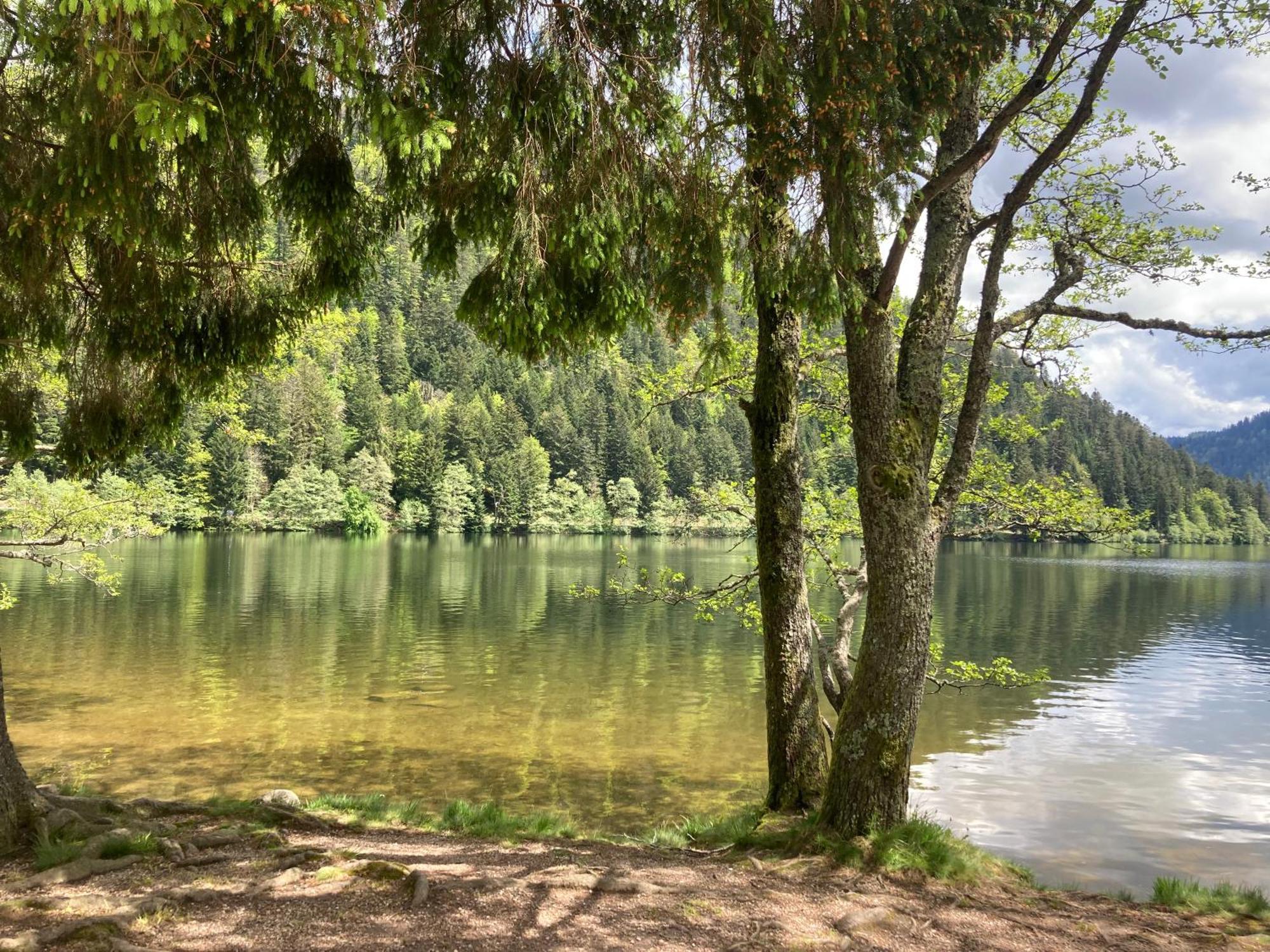 Le Perchoir Du Grand Valtin - Gite 9 Personnes - Altitude 830 Ban-sur-Meurthe-Clefcy ภายนอก รูปภาพ